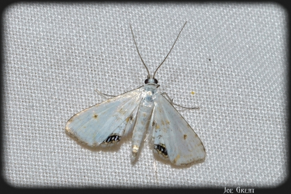Cataclysta lemnata - békalencsemoly