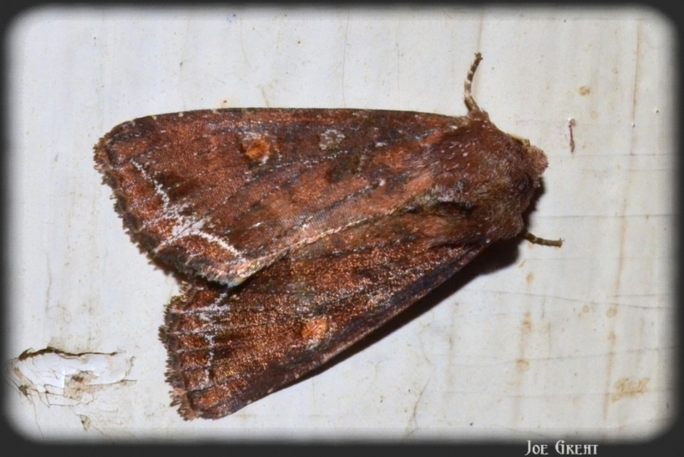 Lacanobia oleracea - saláta-kertibagoly