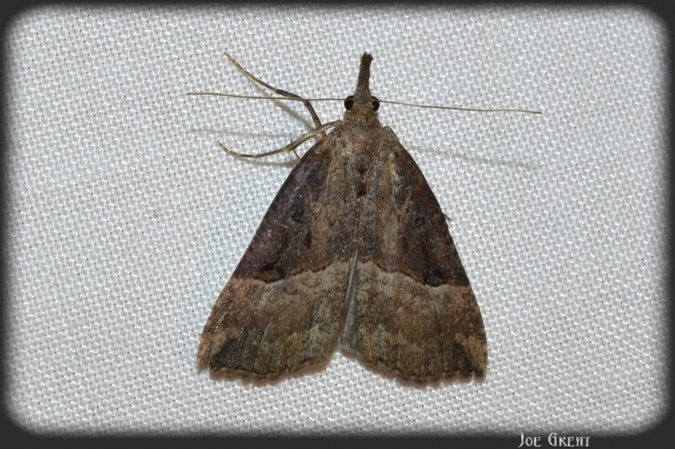 Hypena rostralis - közönséges karcsúbagoly