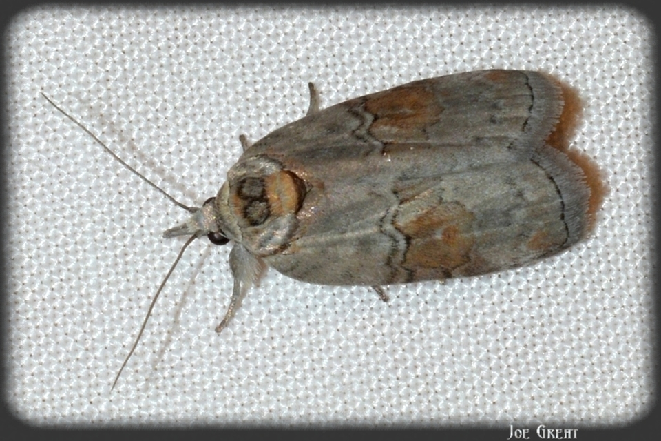 Nycteola asiatica - nyárfa-trapézbagoly