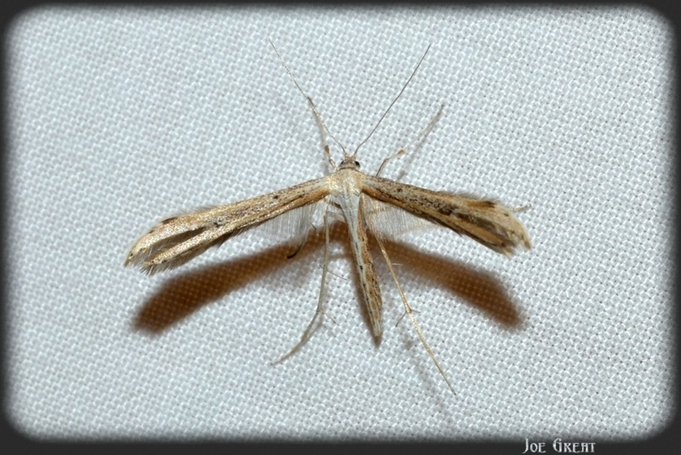 Pterophoridae - tollasmolyfélék