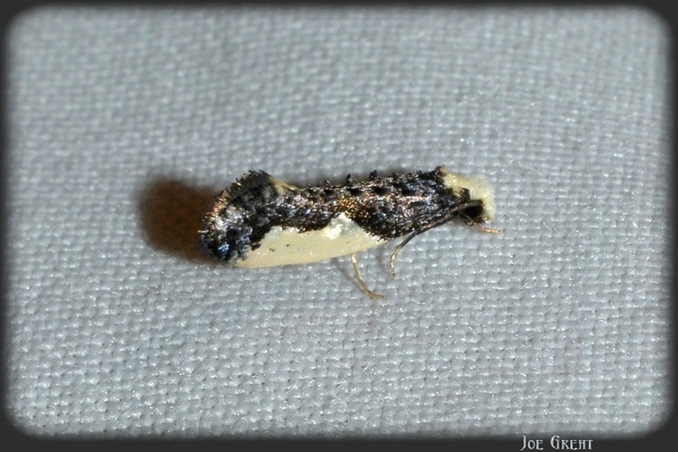 Monopis monachella - apácamoly