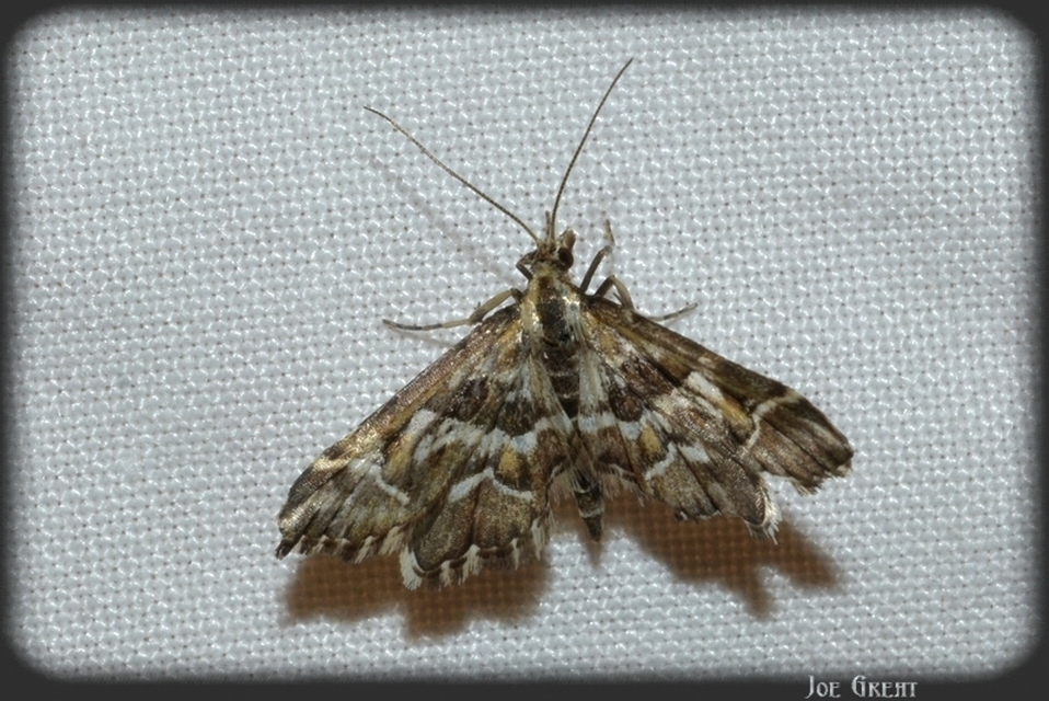 Diasemia reticularis - betűmintás tűzmoly