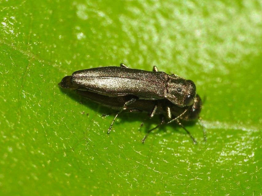 Agrilus olivicolor - olajzöld karcsúdíszbogár