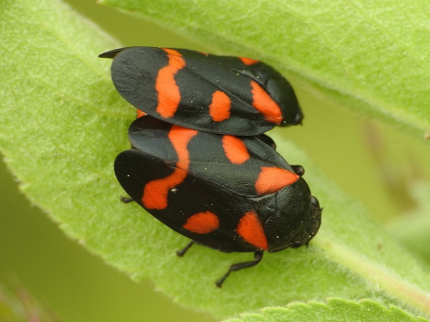 Cercopis arcuata/sanguinolenta