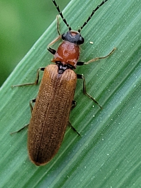 Denticollis linearis - dülledtszemű pattanó