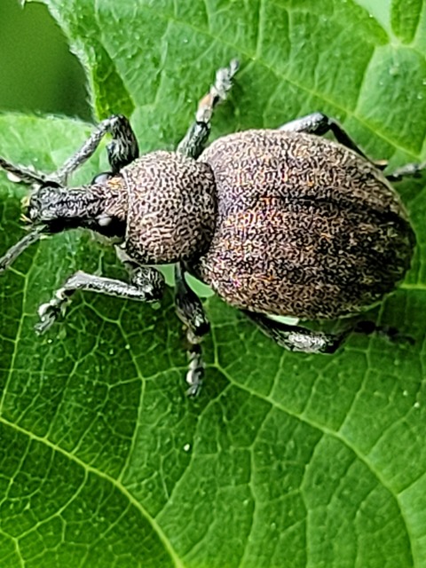 Otiorhynchus ligustici - vincellér-gyalogormányos