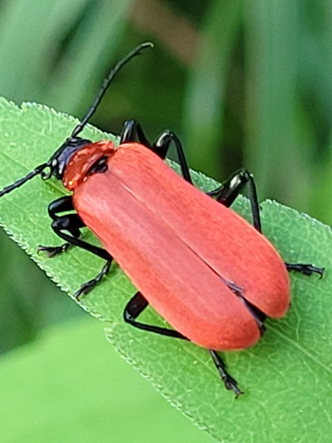Pyrochroa coccinea - nagy bíborbogár