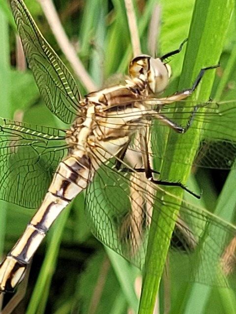 Orthetrum albistylum - fehérfarkú pásztorszitakötő