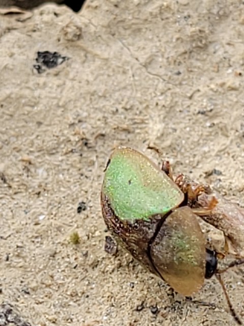 Cassida vibex - szőrös pajzsbogár