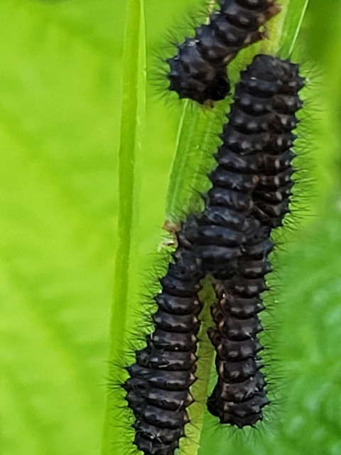 Saturnia pavoniella/pavonia