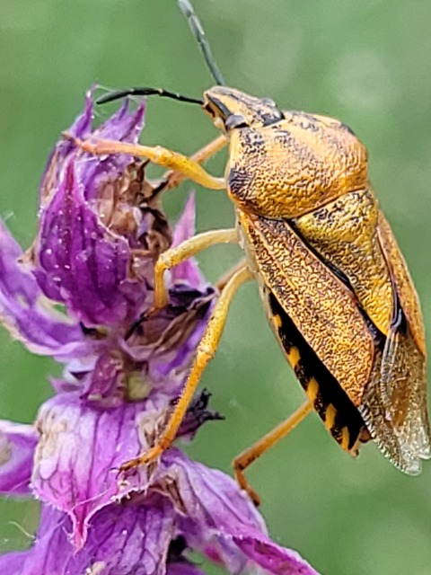Carpocoris