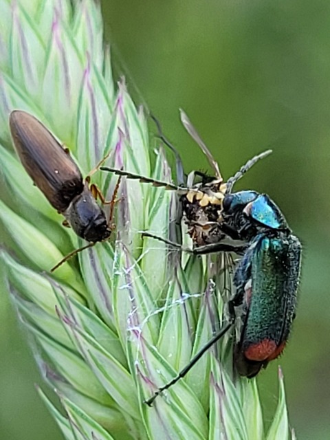 Malachius bipustulatus - kétfoltos bibircsesbogár
