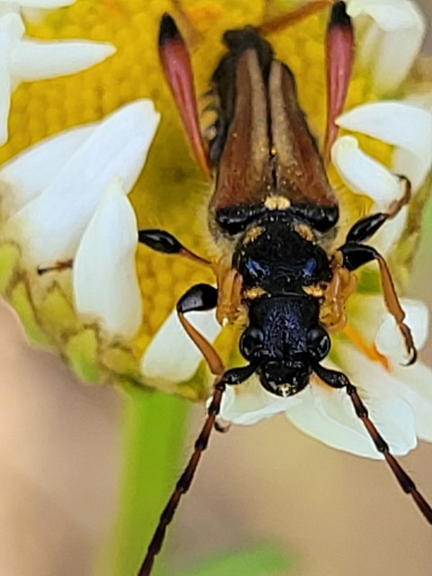 Stenopterus rufus - tarkacsápú keskenyfedőscincér