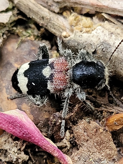 Clerus mutillarius - feketenyakú szúfarkas
