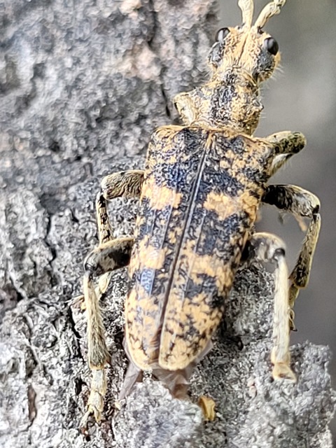 Rhagium sycophanta - tölgyes-tövisescincér