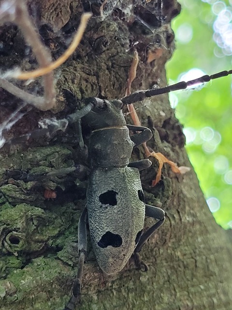 Morimus asper funereus - gyászcincér