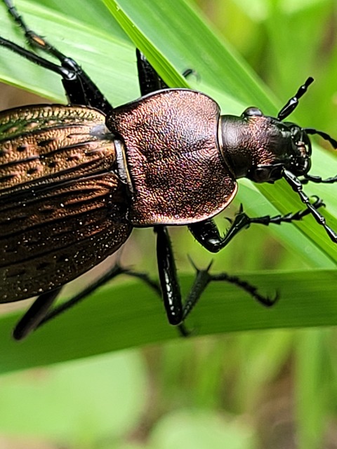 Carabus cancellatus - ragyás futrinka