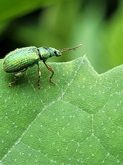 Phyllobius argentatus - ezüstös levélormányos