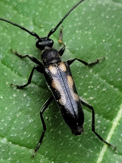 Anoplodera sexguttata - foltos virágcincér