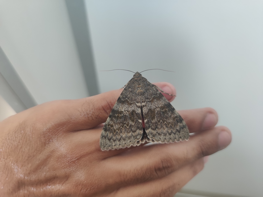 Catocala elocata - közönséges övesbagoly