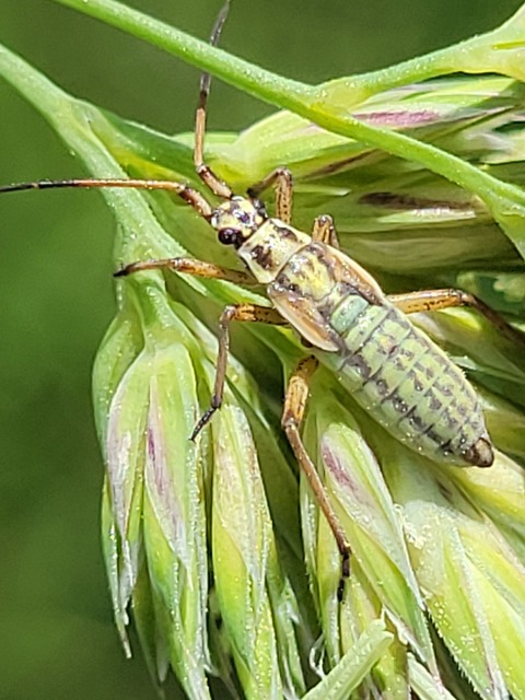 Leptopterna
