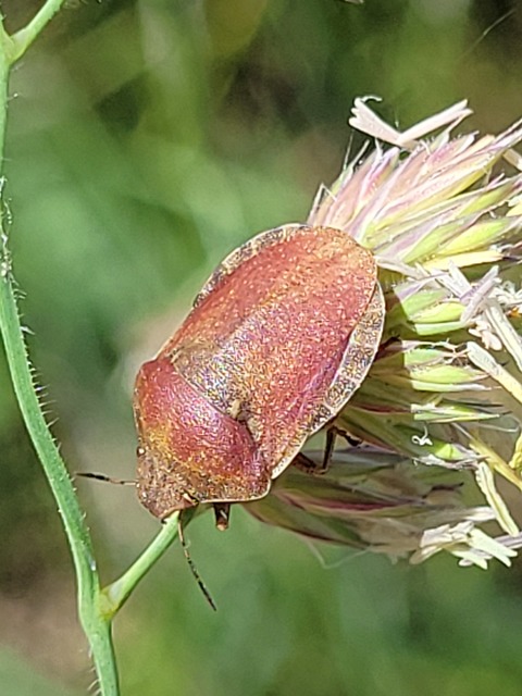 Eurygaster Eurygaster
