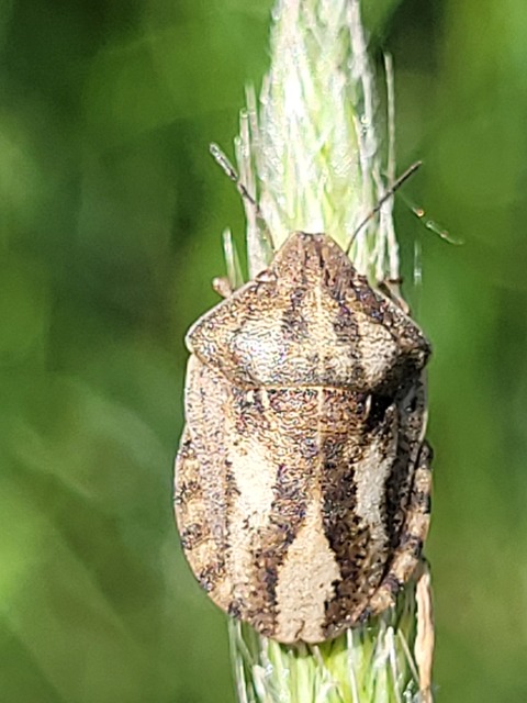 Eurygaster Eurygaster
