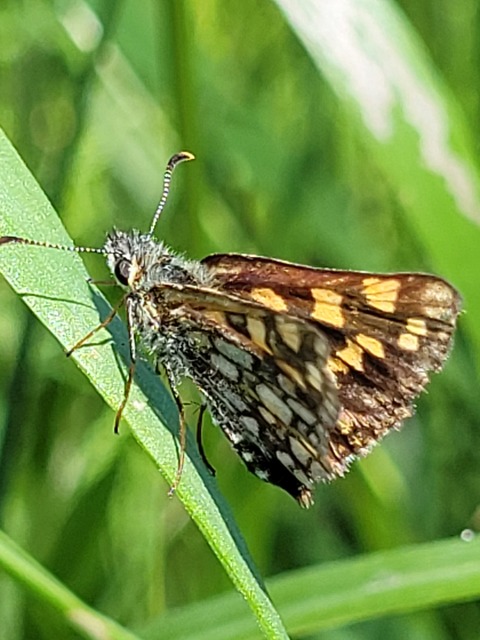 Carterocephalus palaemon - kockás busalepke
