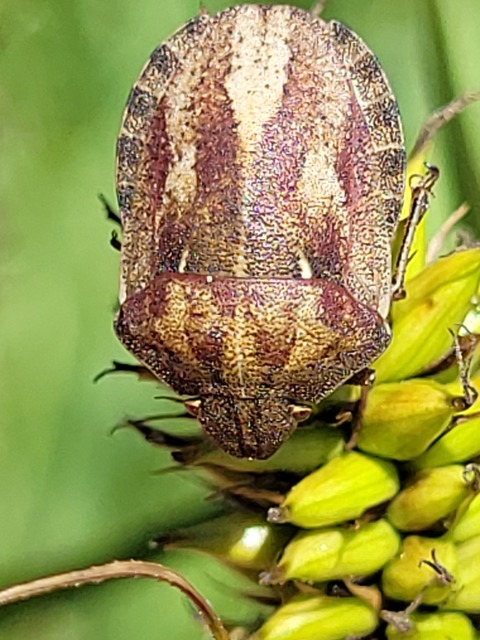 Eurygaster Eurygaster