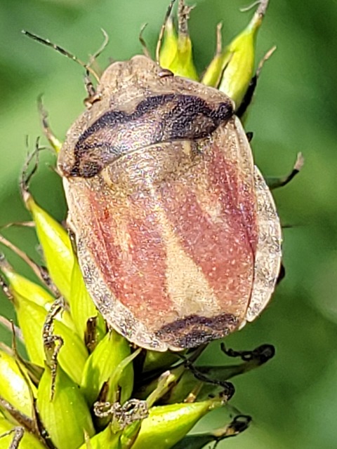 Eurygaster Eurygaster