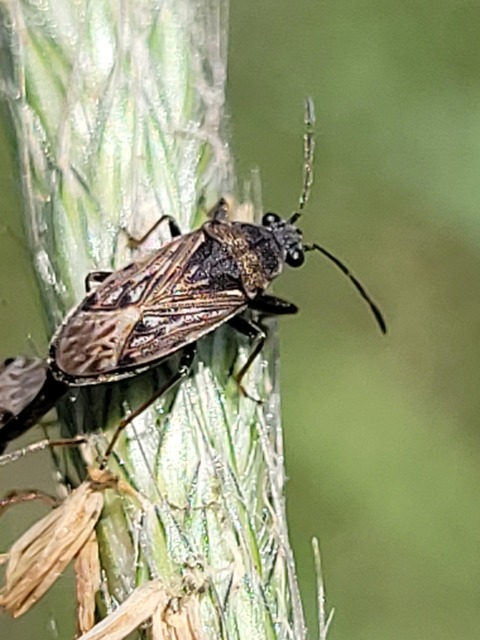 Peritrechus geniculatus - vastagcsápú feketésbodobács