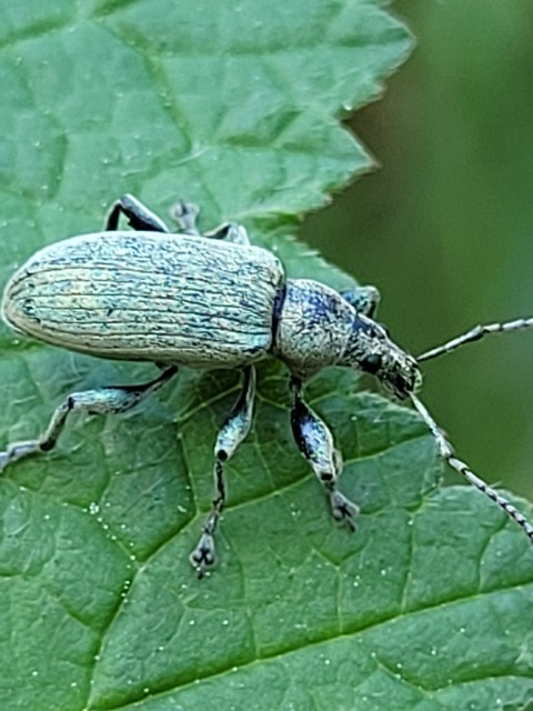 Phyllobius pomaceus - csalán-levélormányos