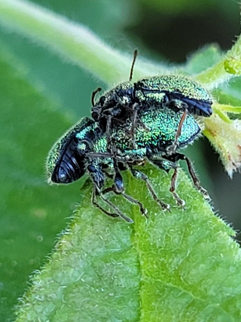 Phyllobius betulinus - változékony levélormányos