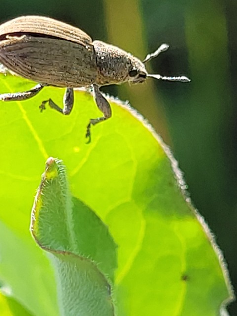 Tanymecus dilaticollis - kukorica-hegyesfarúbarkó