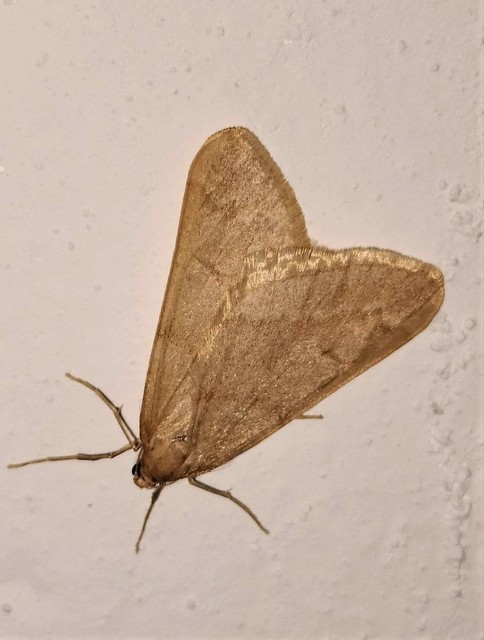 Alsophila aceraria - juhararaszoló