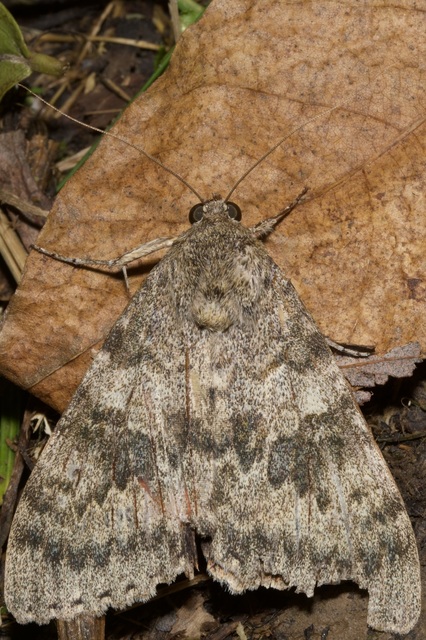 Catocala elocata - közönséges övesbagoly