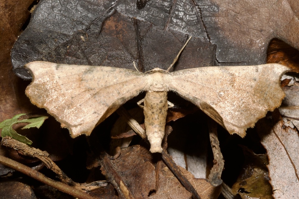 Artiora evonymaria - kecskerágó-araszoló