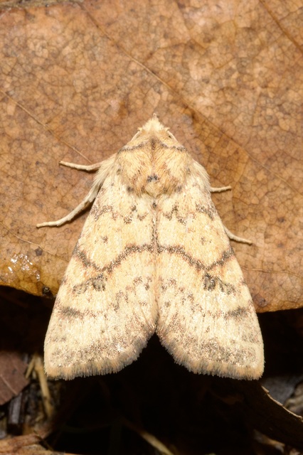 Tiliacea sulphurago - kénes sárgabagoly