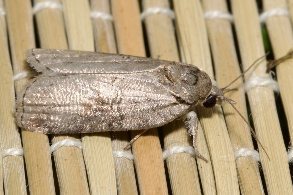Nycteola asiatica - nyárfa-trapézbagoly
