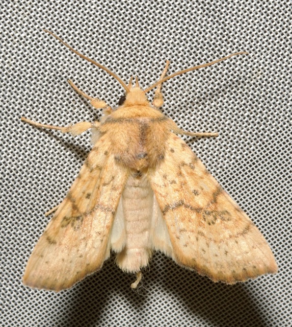 Tiliacea sulphurago - kénes sárgabagoly