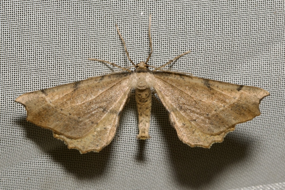 Artiora evonymaria - kecskerágó-araszoló