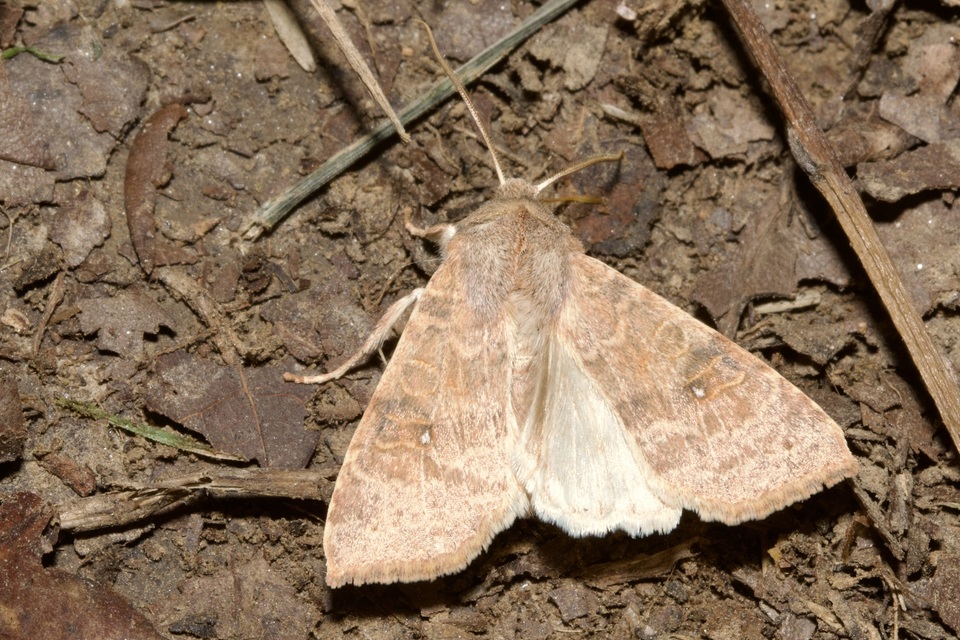 Cirrhia ocellaris - fakó sárgabagoly