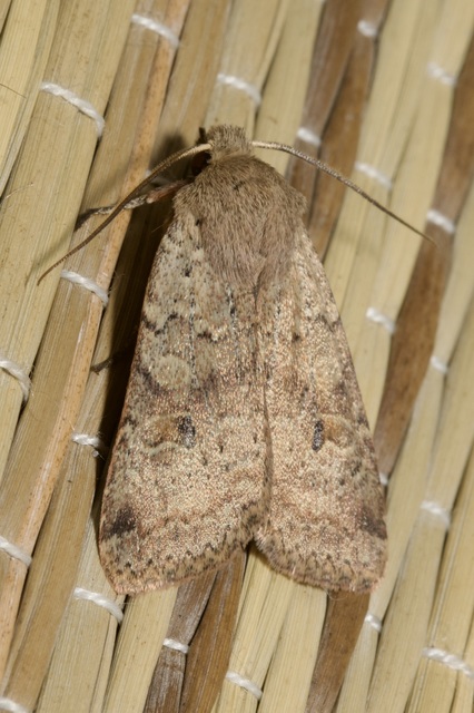 Propenistra laevis - könnyű őszibagoly