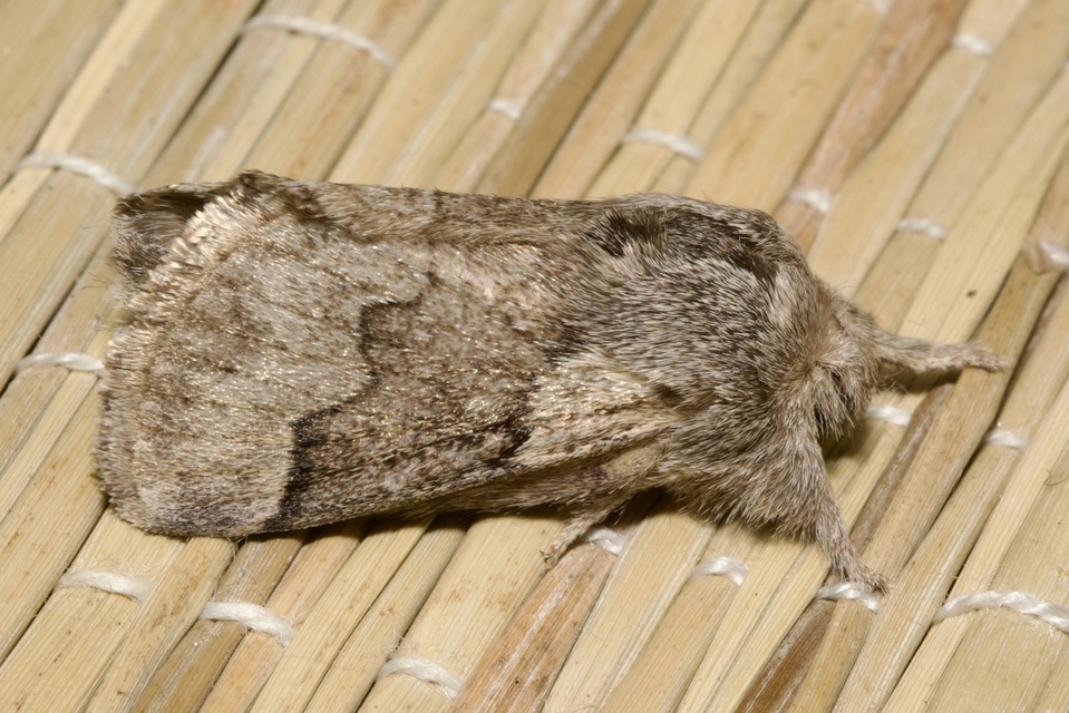 Trichiura crataegi - galagonyaszövő
