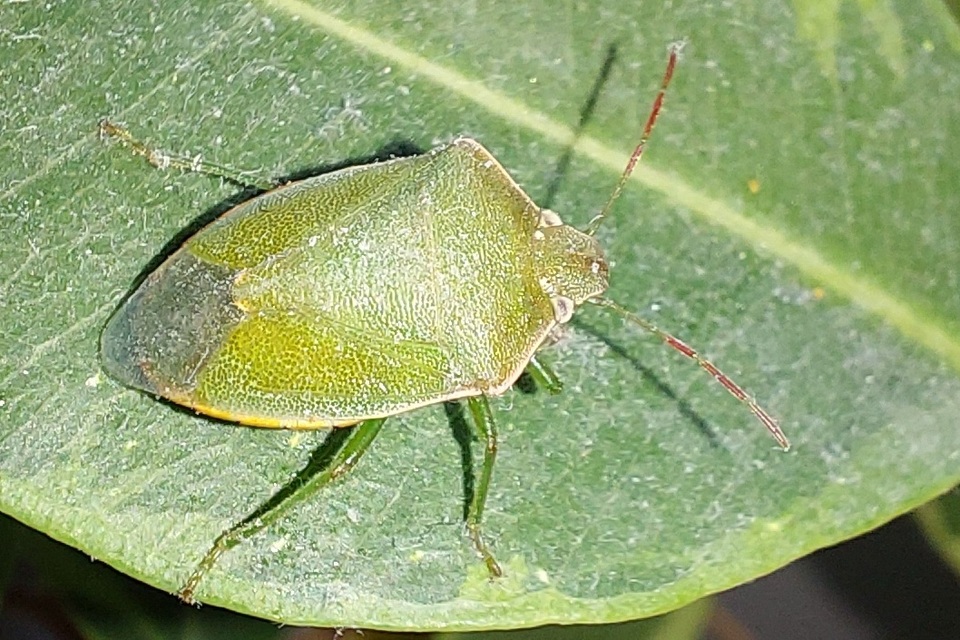 Piezodorus lituratus - bíboros címerespoloska Piezodorus lituratus - bíboros címerespoloska