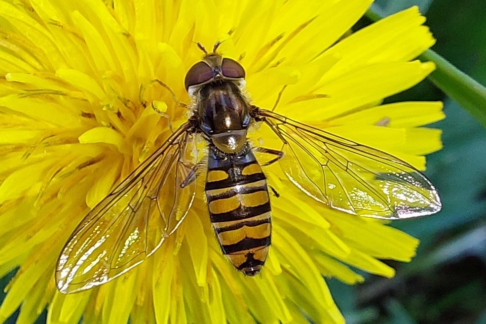 Episyrphus balteatus - ékfoltos zengőlégy