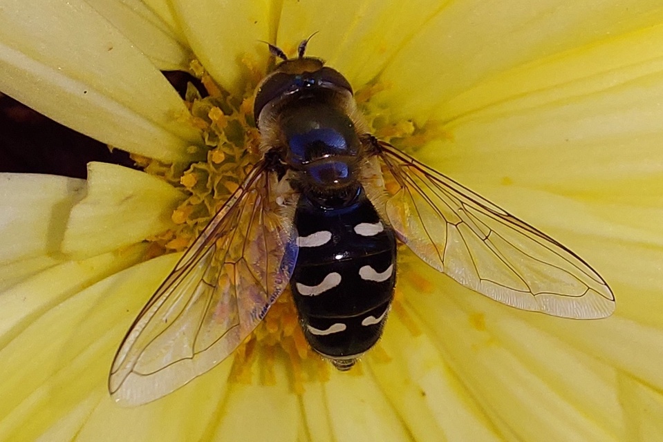 Scaeva pyrastri - gyakori nagyhomlokúlégy