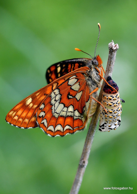Euphydryas maturna - díszes tarkalepke