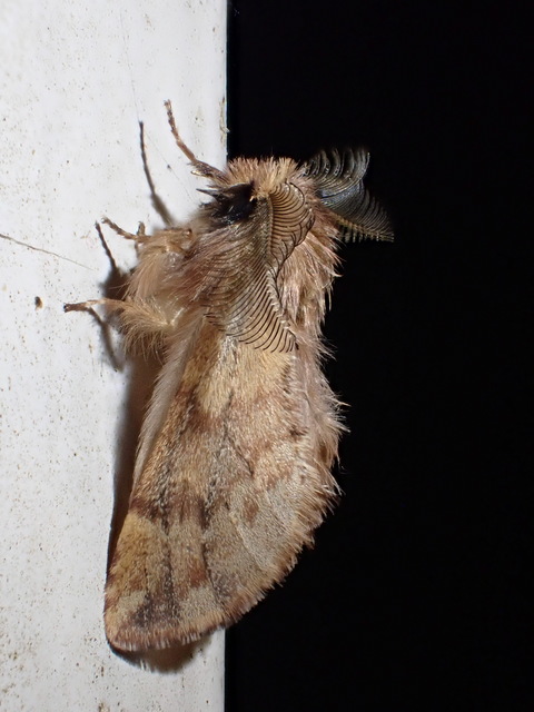 Ptilophora plumigera - tollas púposszövő